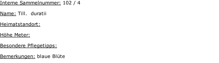 Interne Sammelnummer: 102 / 4  Name: Till.  duratii     Heimatstandort:   Höhe Meter:   Besondere Pflegetipps:   Bemerkungen: blaue Blüte
