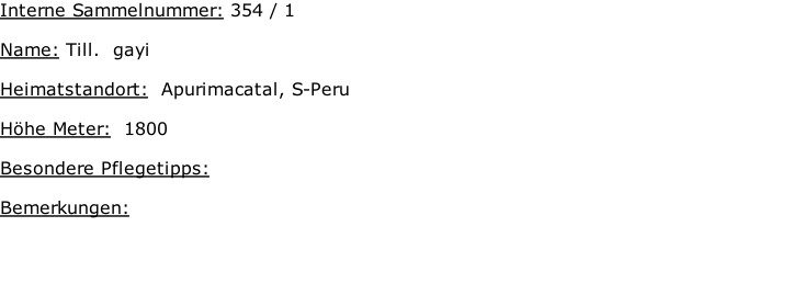 Interne Sammelnummer: 354 / 1  Name: Till.  gayi     Heimatstandort:  Apurimacatal, S-Peru    Höhe Meter:  1800  Besondere Pflegetipps:   Bemerkungen: