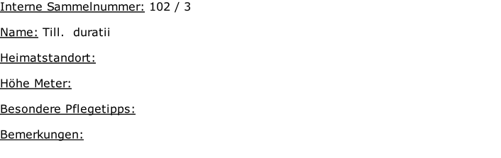 Interne Sammelnummer: 102 / 3  Name: Till.  duratii     Heimatstandort:   Höhe Meter:   Besondere Pflegetipps:   Bemerkungen: